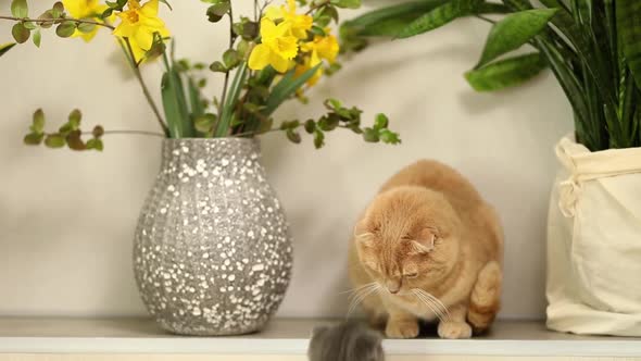 Two cute short hair kitty and cat playing together near green leaves and flowers