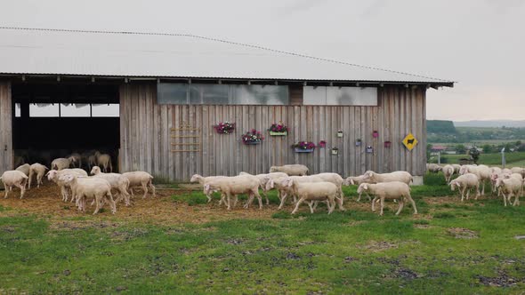 A Flock of Sheep Lambs Enters the Stable Hiding From the Rain