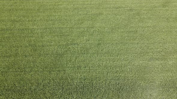 Aerial View Top of a Young Wheat Field Spikelets Waving in Wind alt