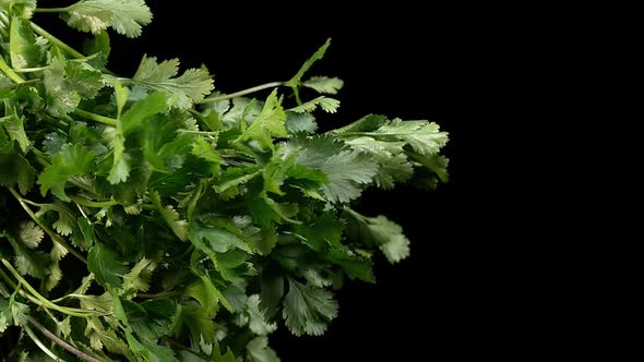 980564 Coriander, coriandrum sativum, Fresh Herbs against Black Background, Slow Motion alt