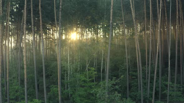 Sun Rays Emerging Though Green Pine Tree Branches and Tree Trunks