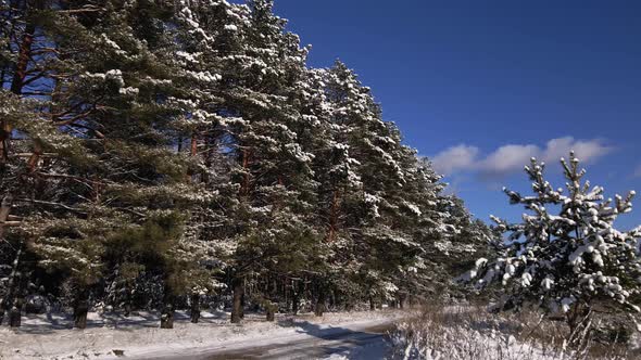 Frosty Sunny Winter Landscape in Snowy Pine Forest Falling Snow Between Pine Trees