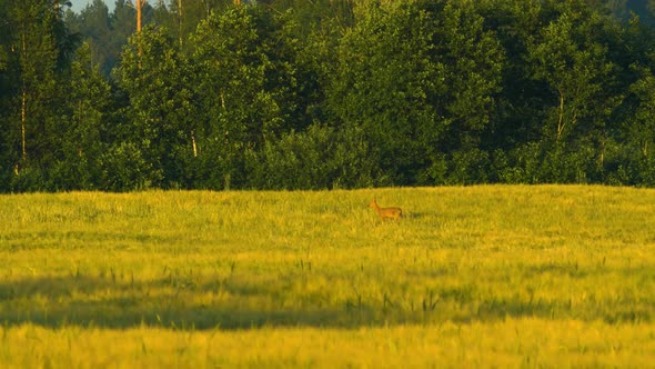 Wild female European roe deer (Capreolus capreolus) walking in barley field in sunny summer evening, alt