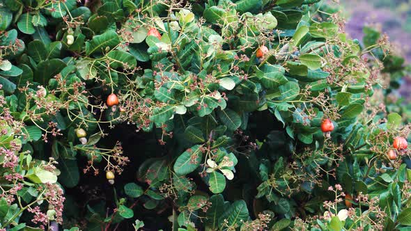Fresh cashew fruits on tree. Static alt