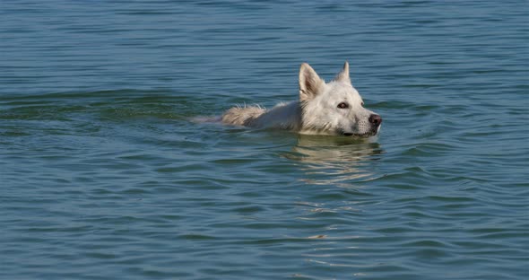 Berger Blanc Suisse or White Swiss Shepherd, domestic dog, (Canis lupus familiaris) alt