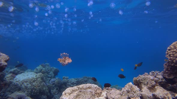 Blue Sea Jellyfish and Lionfish alt
