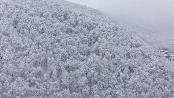 Slowly Flight Iced Trees Forest on High Mountain at Cold Winter Season Fresh Picturesque Environment alt