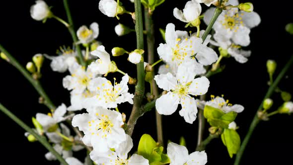 Plum White Flowers Blooming in Time Lapse alt