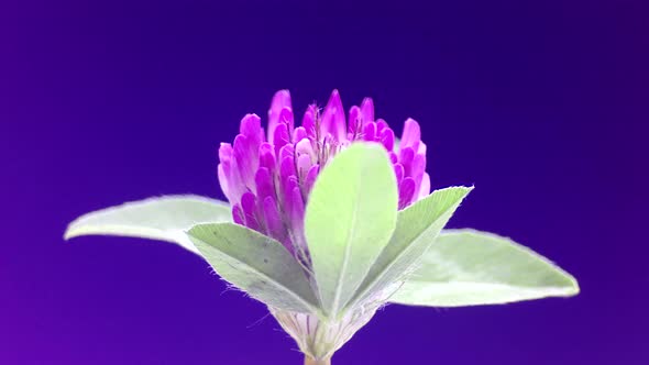 Clover bloomon a blue screen, time lapse. Blooming purple or red clover flower.