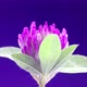 Clover bloomon a blue screen, time lapse. Blooming purple or red clover flower. - VideoHive Item for Sale