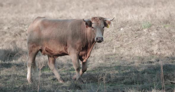 Jersey Cow Looking Into Camera While Walking In A Dry Grassland In Alentejo, Portalegre, Portugal