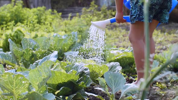 Barefooted Child Is Watering Cabbage From Watering Can in the Kitchen Garden.