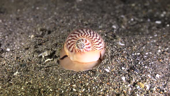 Lined Moon Snail ( Tanea lineata) digging in sand on volcanic reef at night alt
