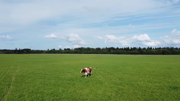 Cow Walking in a Green Meadow