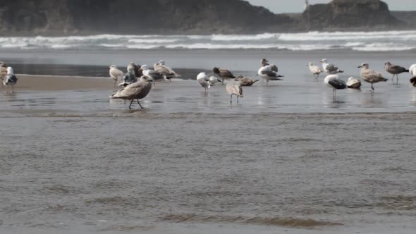 Western Seagull's, both male and female, bathing in a fresh water river as it flows into the Pacific alt