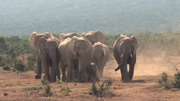 Herd of African Elephants walking on the savanna alt