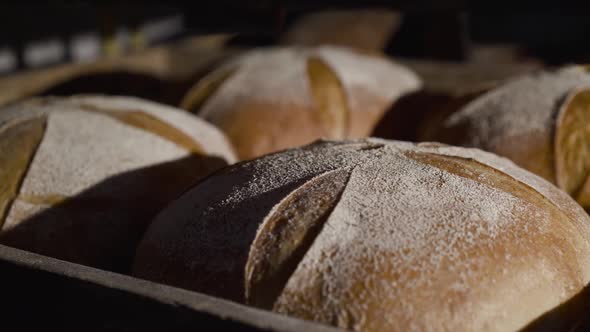 Close View of Tray with Freshly Baked Loaves of Rye Round Bread with Bran alt