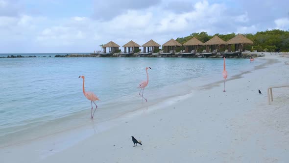 Aruba Beach with Pink Flamingos at the Beach Flamingo at the Beach in Aruba Island Caribbean alt