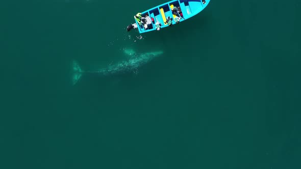 Aerial View of Two Whales Swimming Near Boat at Guerrero Negro Bay