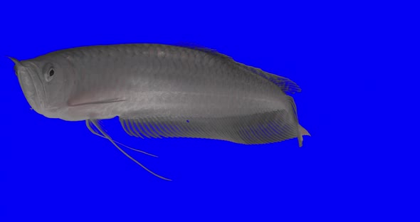 Greenscreenanimal Arowana Fish 2