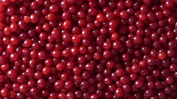 Harvest the red viburnum or guelder rose, texture red berries on background alt