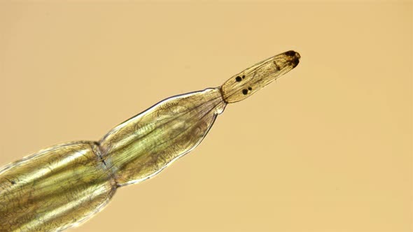 Insect Larva Chironomidae Under the Microscope alt
