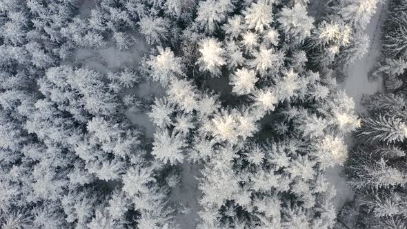 Aerial Top Down Shot of Winter Spruce and Pine Forest