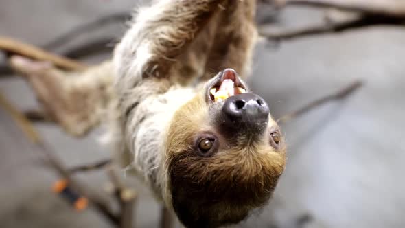 Cute sloth feeding slow motion alt