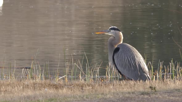 Great Blue Heron Crouching Near Shore of Lake