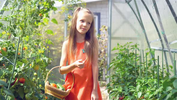 Cute Little Girl Collects Crop Cucumbers and Tomatos in Greenhouse