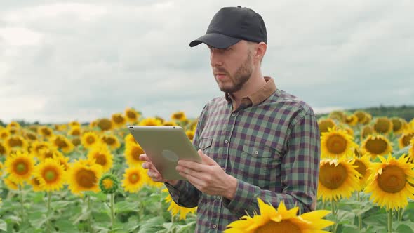 Farmer Man Stands in the Field of Sunflowers and Works on a Screen Tablet Investigating Plants alt