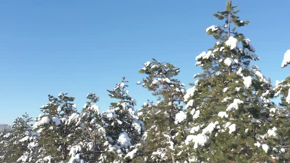 Evergreen tree branches with snow against blue sky 4K aerial video alt