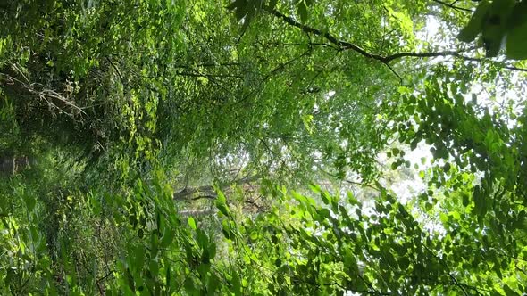 Vertical Video of Forest By Day alt