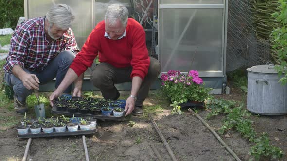 MS TD Senior men working in domestic garden with tray of plants / Breda, NoordBrabant, Netherlands.