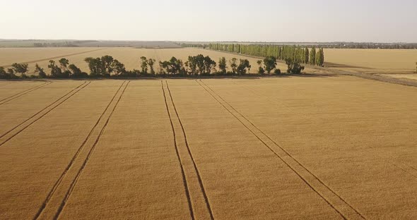 Flying Over Large Fields Of Yellow Wheat On A Drone