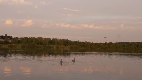 Two young swans on a rippling lake in the distance at dusk wide landscape shot alt