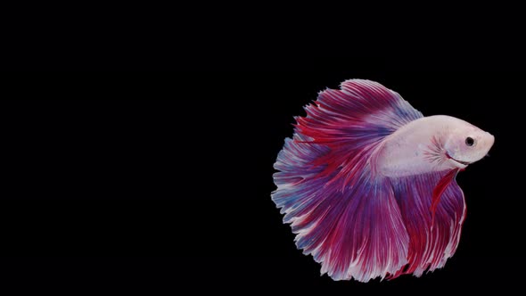 Siamese fighting fish (Betta splendens) alt