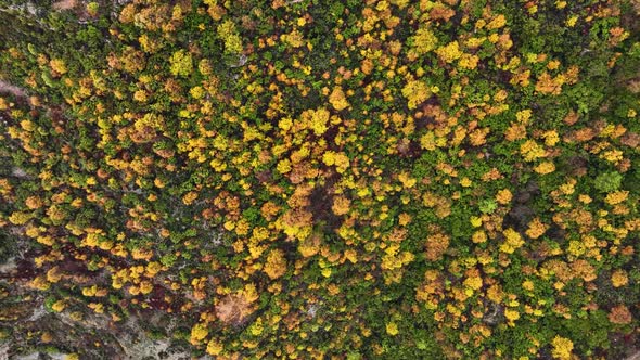 Autumn Forest Aerial View 4 K alt