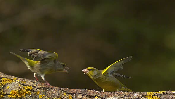 700747 European Greenfinch, carduelis chloris, Female attacking Male, Normandy, Slow Motion alt