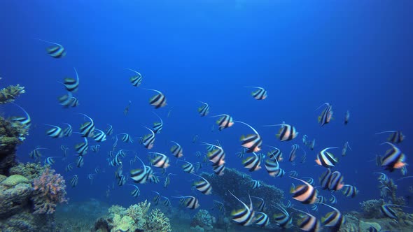 Underwater Blue Sea Water Banner Fish By Nemo Dahab Videohive