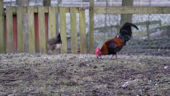 Rooster and Chicken Outdoor in a Frozen Garden Low Angle Slowmo alt