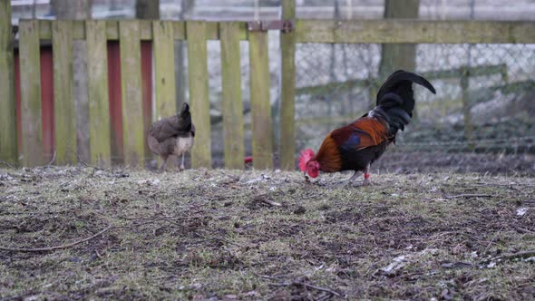 Rooster and Chicken Outdoor in a Frozen Garden Low Angle Slowmo