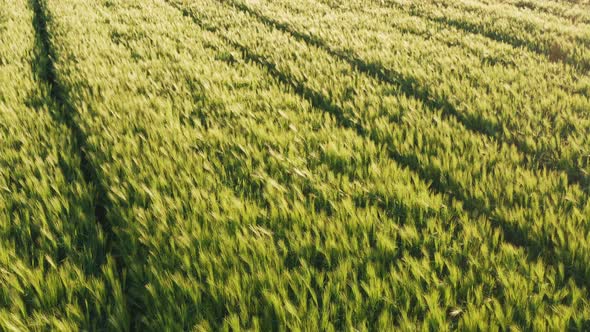 Aerial Shot of Young Cereal Field at Spring Season