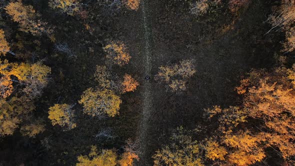 Man flying a drone from low angle to up high in the sky with the views of a huge autumnal forest in alt