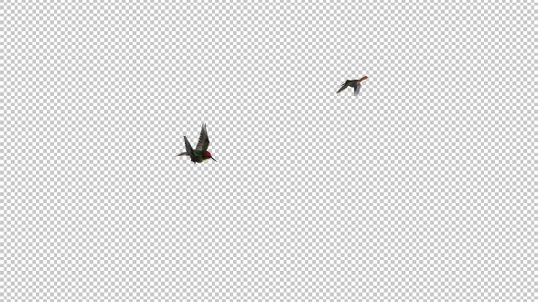 Hummingbirds - Ruby Topaz - Pair Flying Around - Transparent Loop