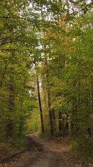 Vertical Video Trees in the Autumn Forest in the Afternoon alt