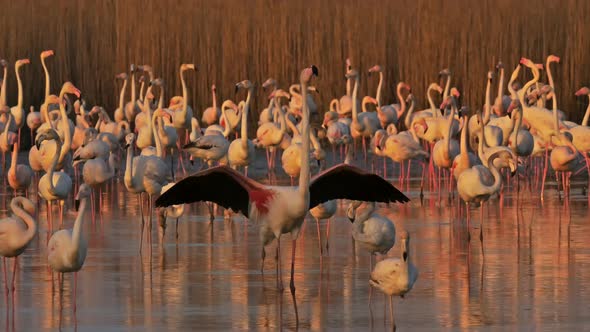 Greater Flamingos, Phoenicopterus roseus,Pont De Gau,Camargue, France alt