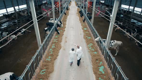 Top View of a Cow Farm with Two Specialists Walking Through It alt