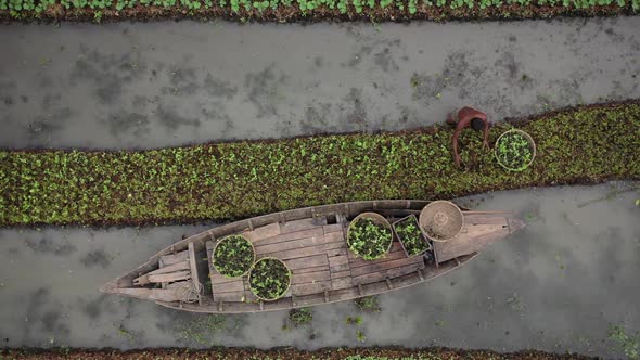 Aerial view of farmers doing the harvest in Banaripara, Barisal, Bangladesh. alt