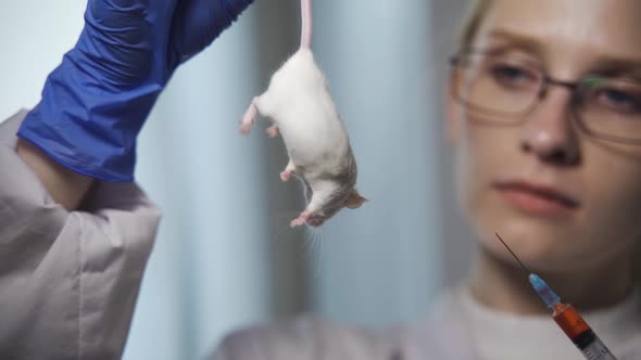 Medical Research Scientist Tests Vaccine Experimental Drug on a Laboratory Mouse Injecting It with